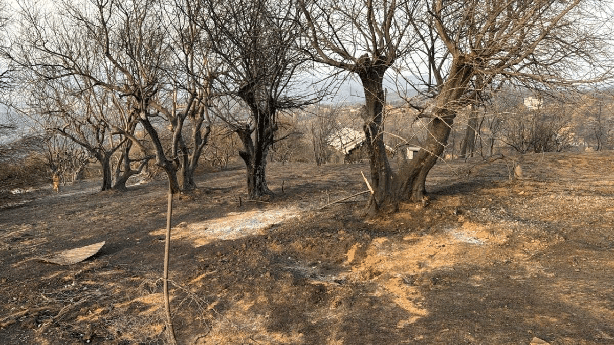 Djemaâ Beni Hbibi Reduced to Ashes After Devastating Fires