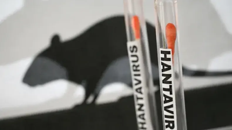 Hantavirus Outbreak on Cruise Ship Notes Global Health Concerns
