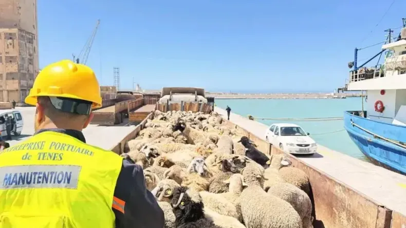 Ténès Port Receives Large Sheep Shipment from Spain for Eid al-Adha