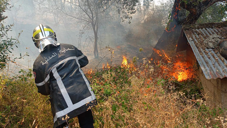 Eastern Algeria Grapples with Devastating August Wildfires