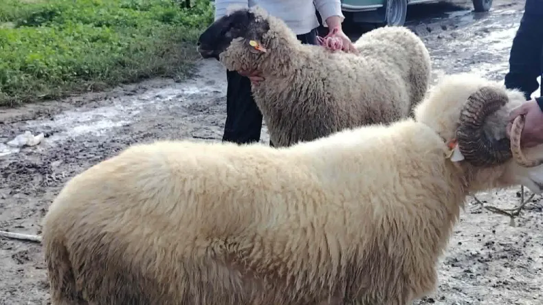 Imported Sheep Sales Begin in Annaba Ahead of Eid al-Adha