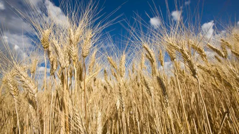 Algeria Purchases Hundreds of Thousands of Tons of Wheat in International Tender