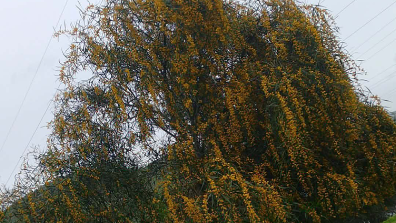 The 'Challaleg' Tree: Folklore, Resilience, and Tradition in Khenchela