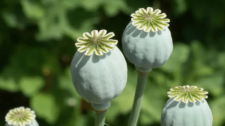 The Enduring Opium War: A Weapon of Control and Market Expansion