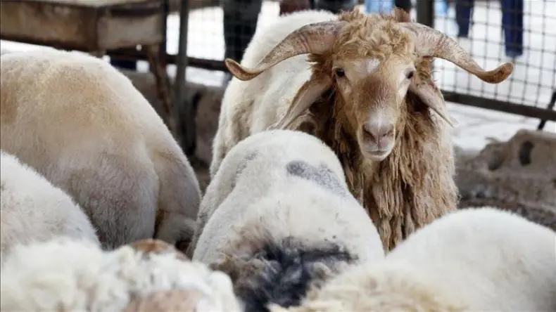 President Tebboune Orders Investigation into Eid Sacrifice Import Shortcomings