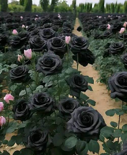 The Karagül: Turkey's Black Rose and Its Symbolism of Resilience