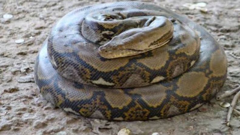 Harmful Wildlife Encounters Rise as Animals Seek Water, Social Media Trends Fuel Danger