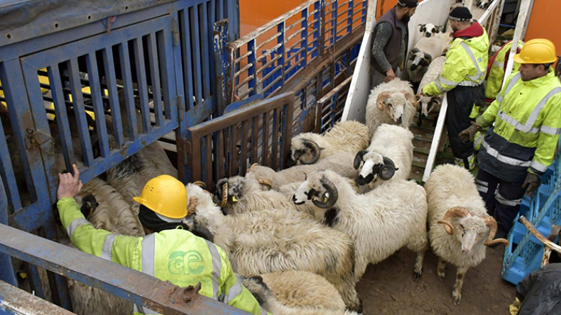 Sheep Import Scandal Exposes Deep-Rooted Criminality in Public Sector