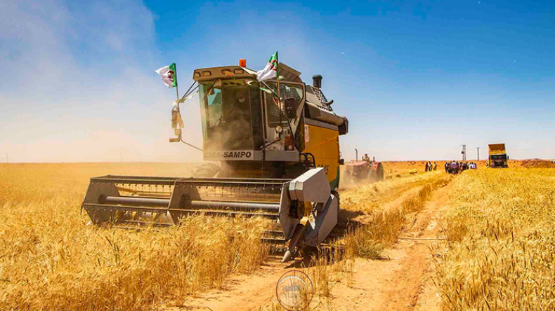 Algeria Reaps Early Harvests from Qatari and Italian Grain Partnerships