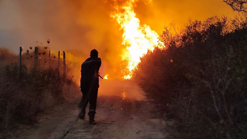 Algeria Battles Widespread Fires: 174 Incidents Recorded in 24 Hours