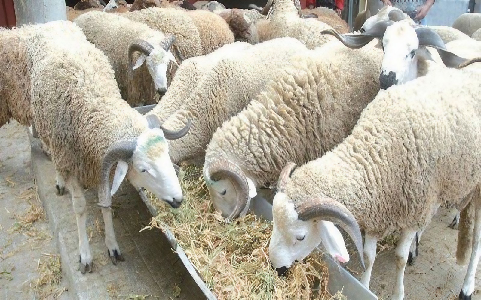 Ministry Outlines Imported Sheep Acquisition for Aïd El-Adha 2026