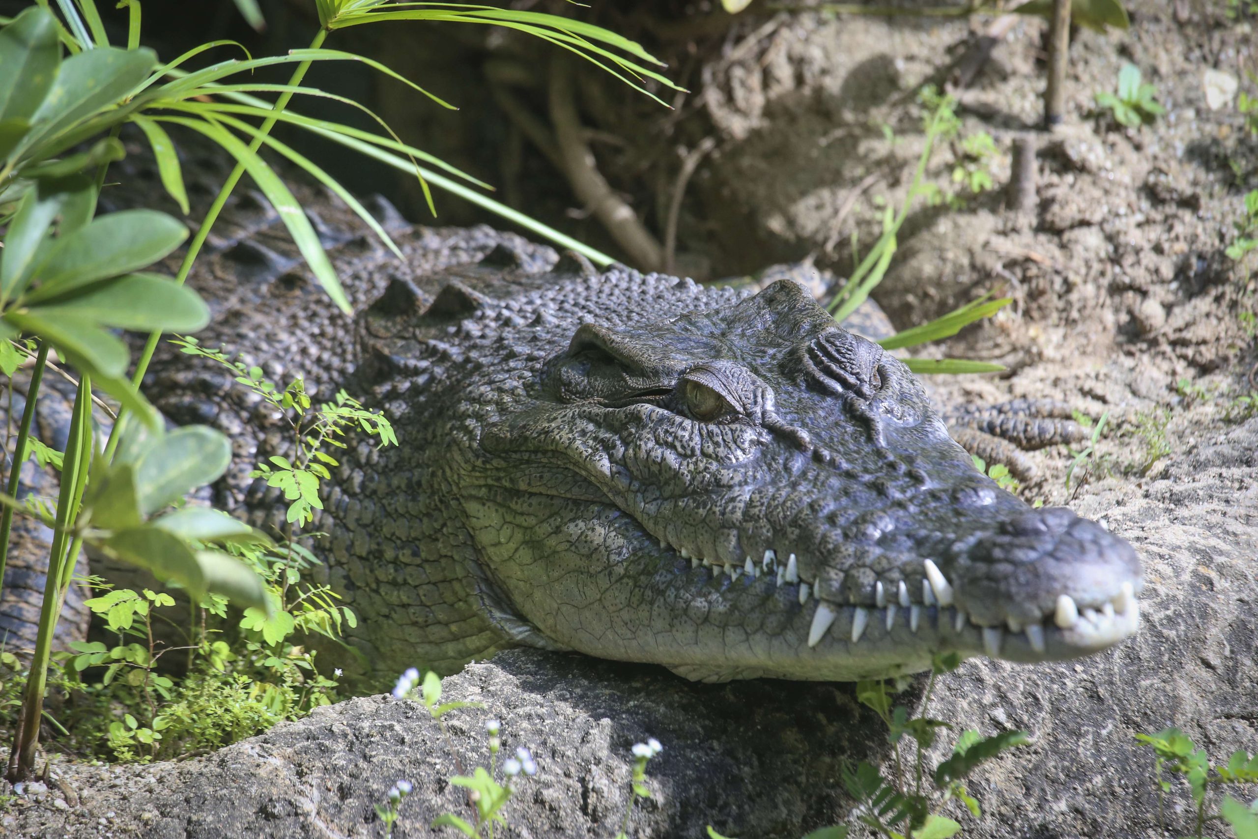 Boy Critically Injured After Being Thrown Into Zoo's Crocodile Enclosure