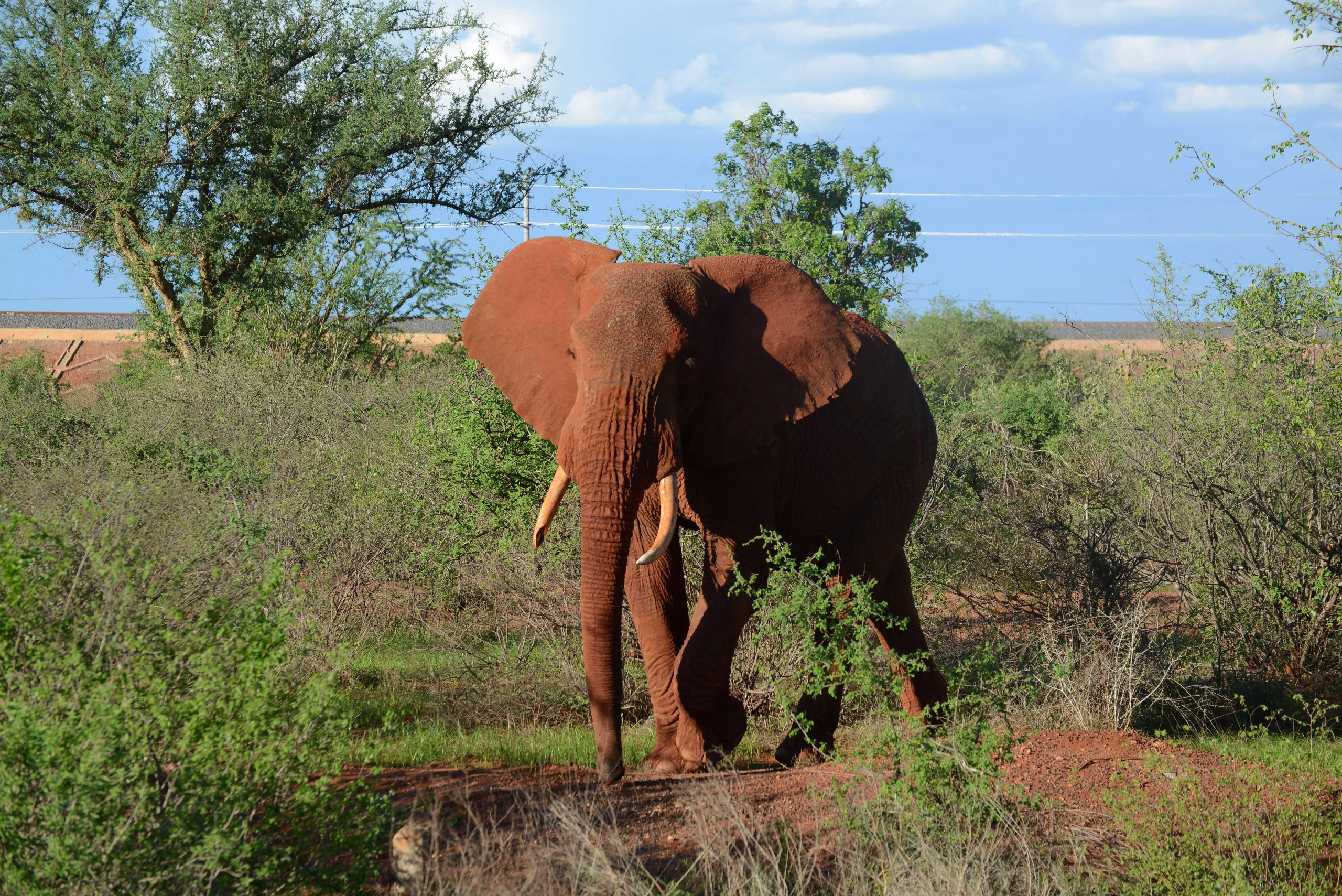 KENYA-WILDLIFE