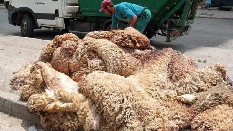 National Waste Agency Urges Proper Disposal of Eid Hides