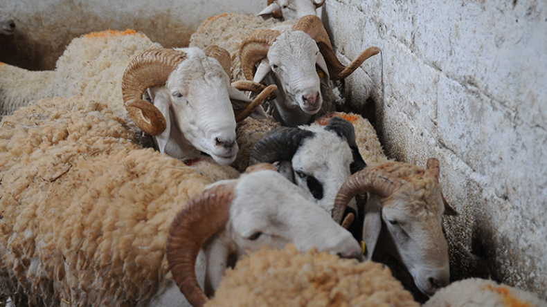 Livestock Prices Plummet in Eastern Algeria Ahead of Eid al-Adha Amidst Imported Animal Surge