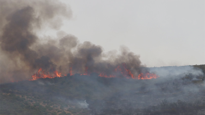 Algeria's Fiery Tragedy: A Call for Unity and Reforestation