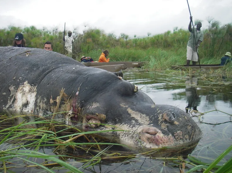 Anthrax Outbreak in Zambia Kills Wildlife, Infects 12