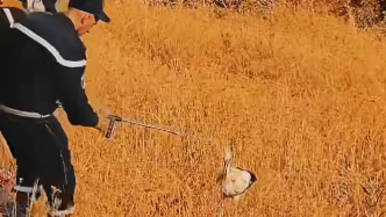 Stork Rescued from Suffocation During Medea Province Fire
