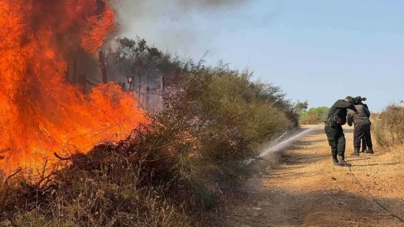 Ministry Mobilizes Thousands to Combat Widespread Forest Fires